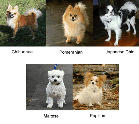 pictures of small fluffy dogs